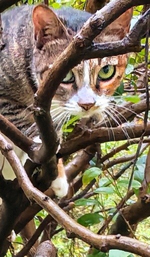 watchful eyes