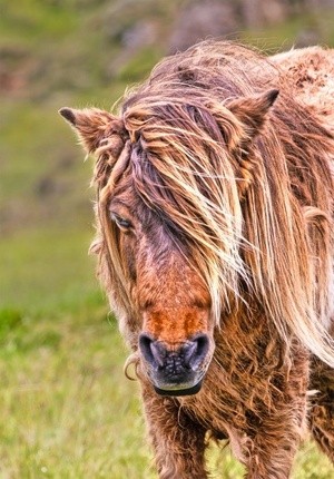 Icelandic horse 