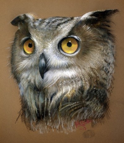 Owl