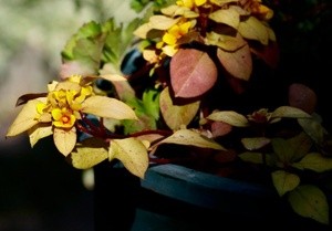 Thomas Curry Portfolio