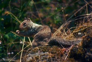 California Ground Squirrel P8124