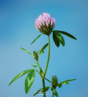 Clover P1790