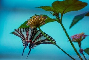 Zebra Swallowtail P0132