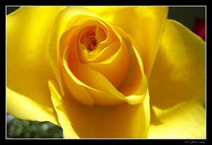 DEE JOBES PHOTOGRAPHY Portfolio