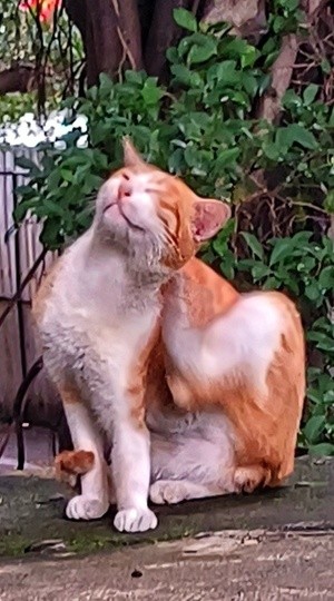 scratching an itch