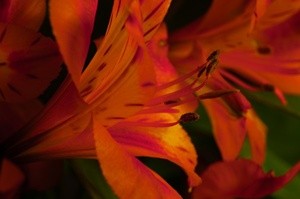 Orange Lily Macro 1
