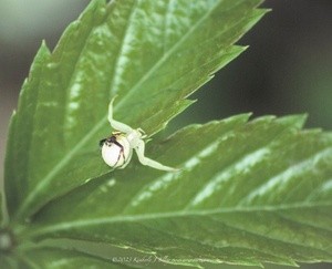 Goldenrod Crab Spiders Mating P5540