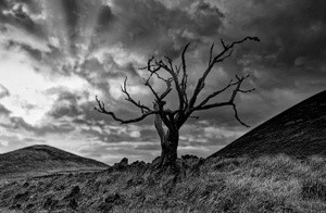 Solo Tree