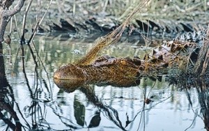 Crocodile at Yellow Water Billabong 3