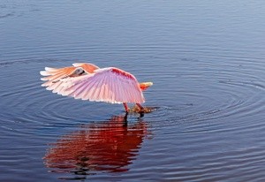 Roseate Spoonbill