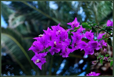 Bougainvillea