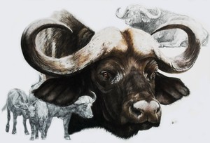 Cape Buffalo 