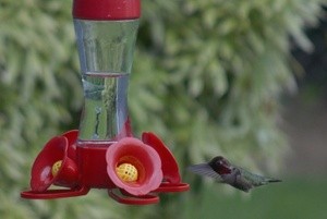 Anne's Hummingbird 