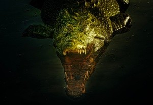 Crocodile at Yellow Water Billabong 2