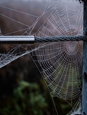 Web -  December 23 2025 1