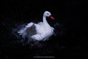 Coscoroba Swan P3448