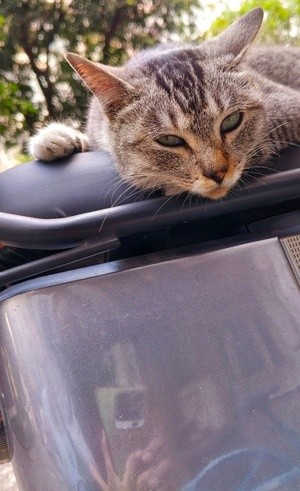 sleepy cat
