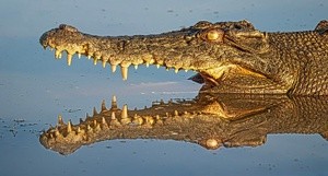 Crocodile at Yellow Water Billabong