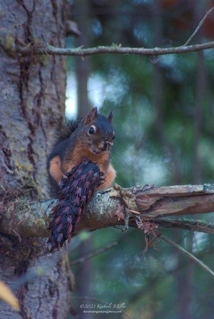 Fox Squirrel Eating Pine Cone