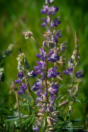 Lupine with Ribwort Plantain P6699