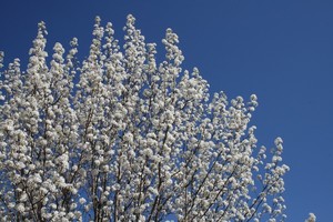 Bradford Pear Tree in Bloom