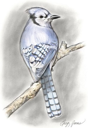 Blue Jay