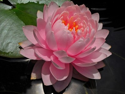 Waterlily Lilypons
