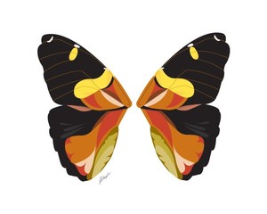 Vector Butterfly