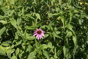 Pink Flower