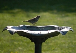 Bird hops around birdbath