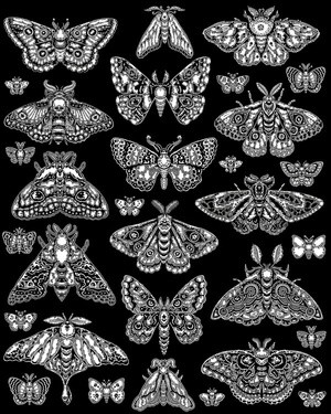 Butterfly Montage