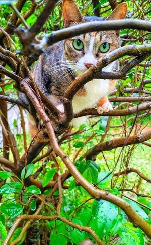 sentinel in tree