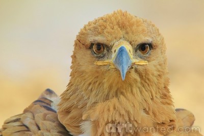 Tawny Eagle - Raptor of Power and Pride