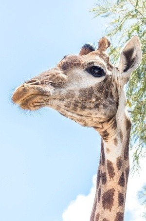 Giraffe Portrait