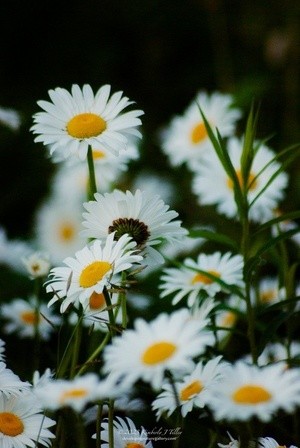 Daisies P3589