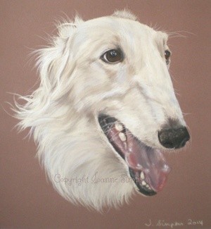 Borzoi 