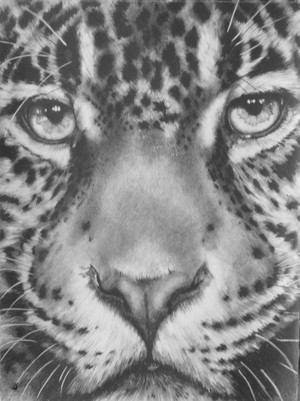 Up Close Jaguar