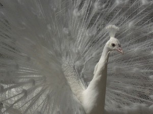 Albino Peacock