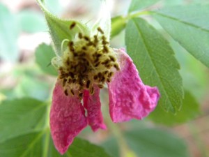 Fading Wild Rose