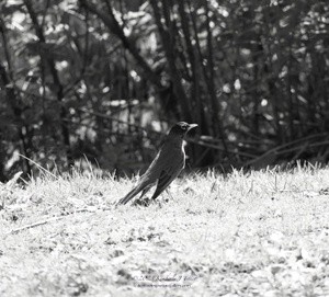 American Robin P6272