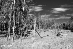 Old dead forest