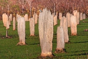 Magnetic Termite Mounds