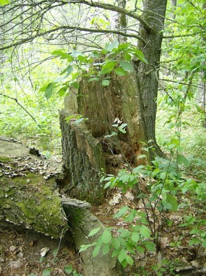 tree stomp