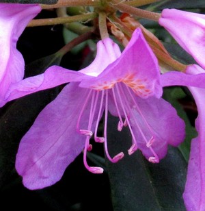 PINK TOUCH