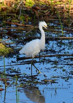 Snowy Egret 