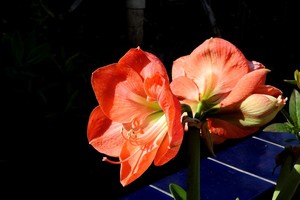 Amaryllis