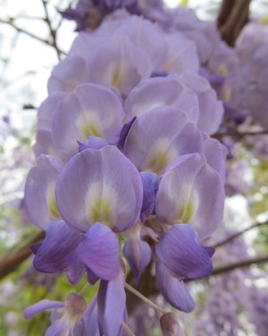 Wisteria