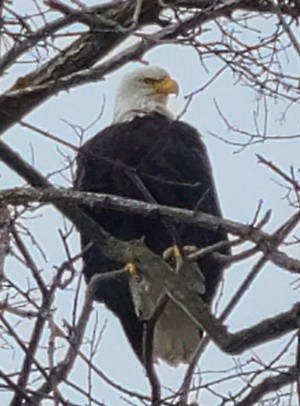 Bald Eagle Protects his young