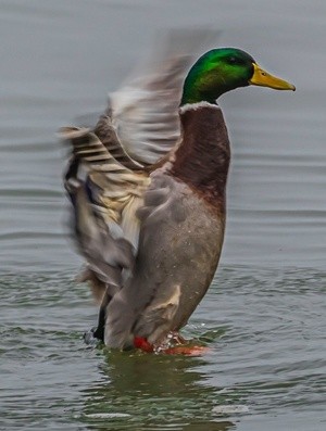 Morning at the Pond -  December 20 2025