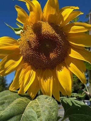 Beautiful Sunflower